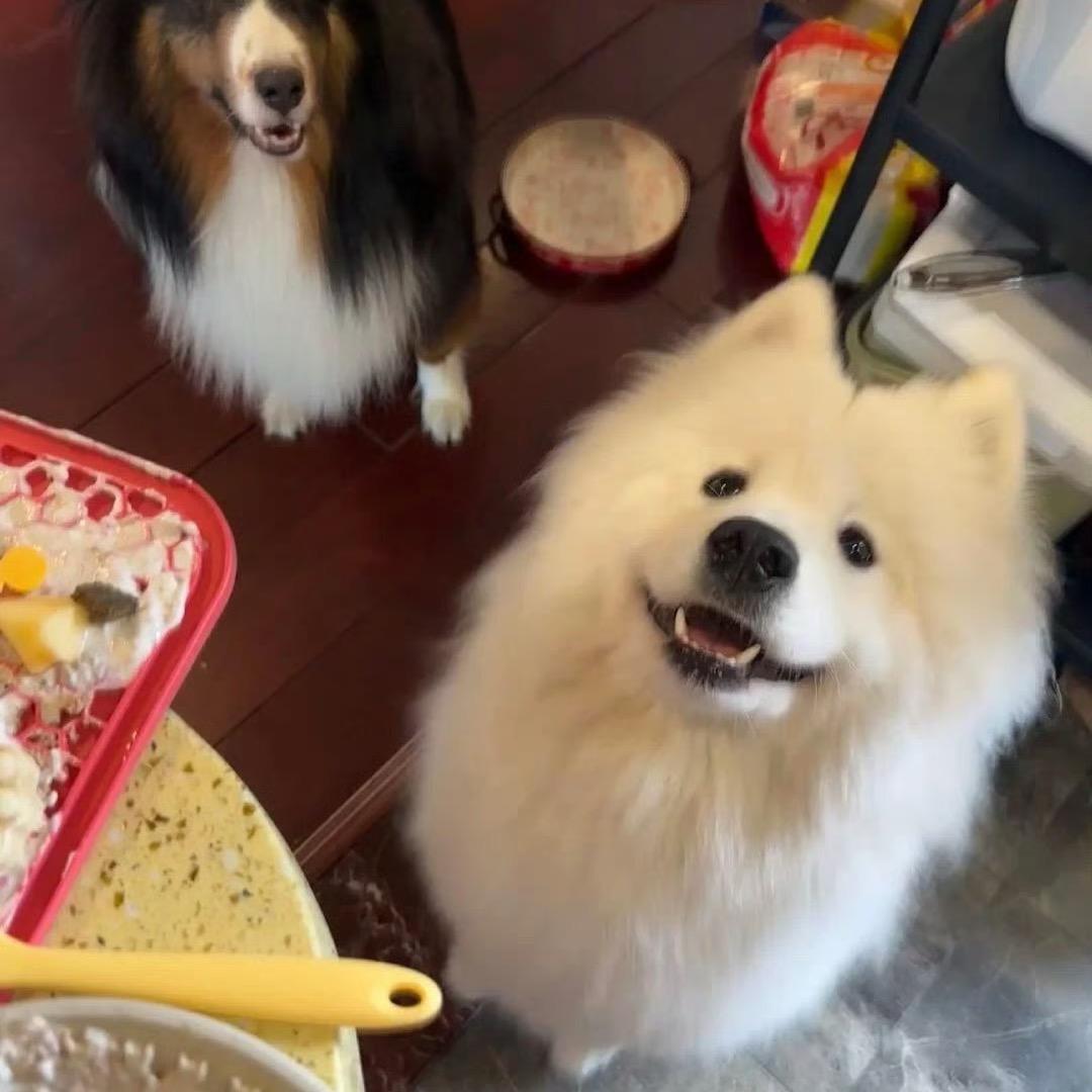 今天吃冬瓜