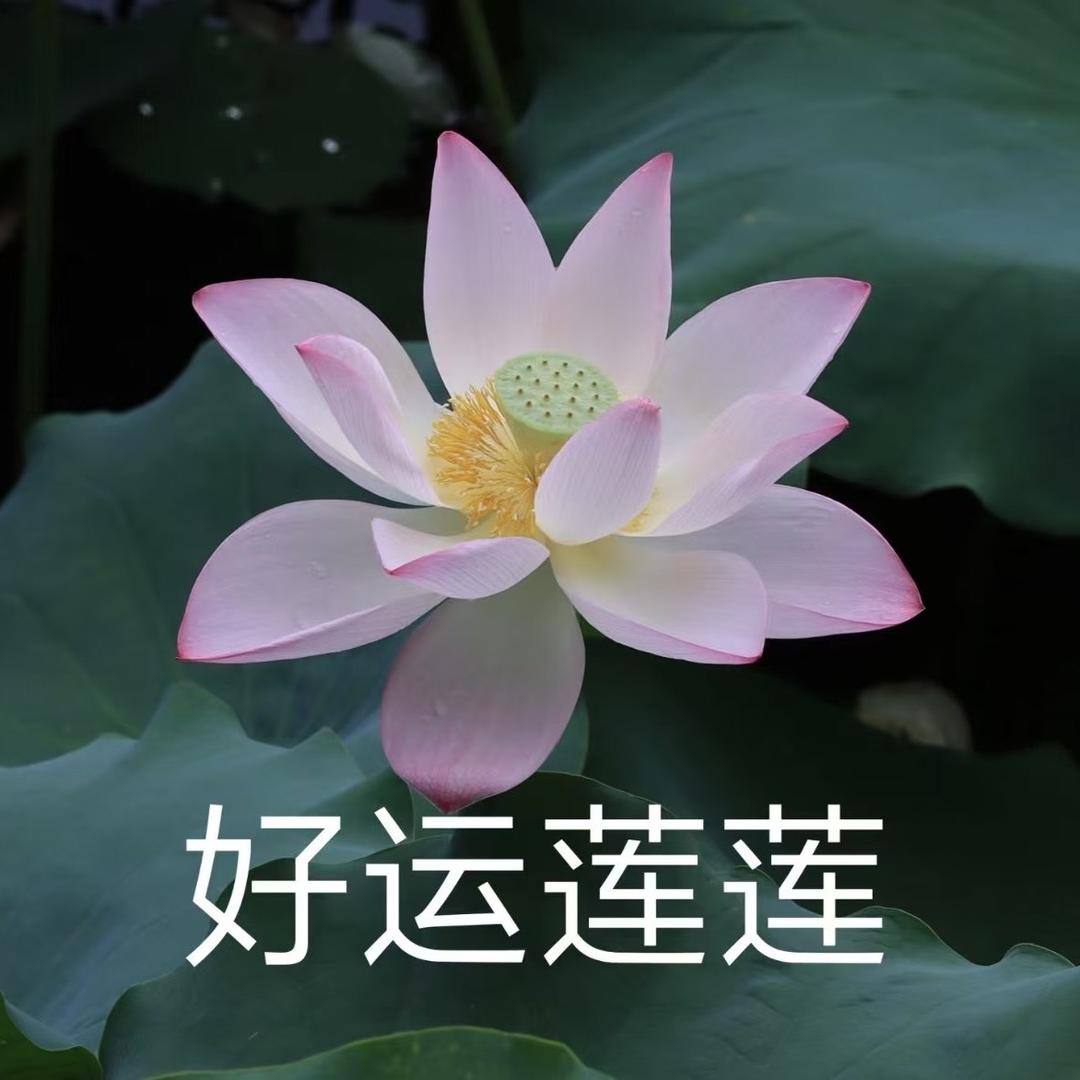 Liliiii