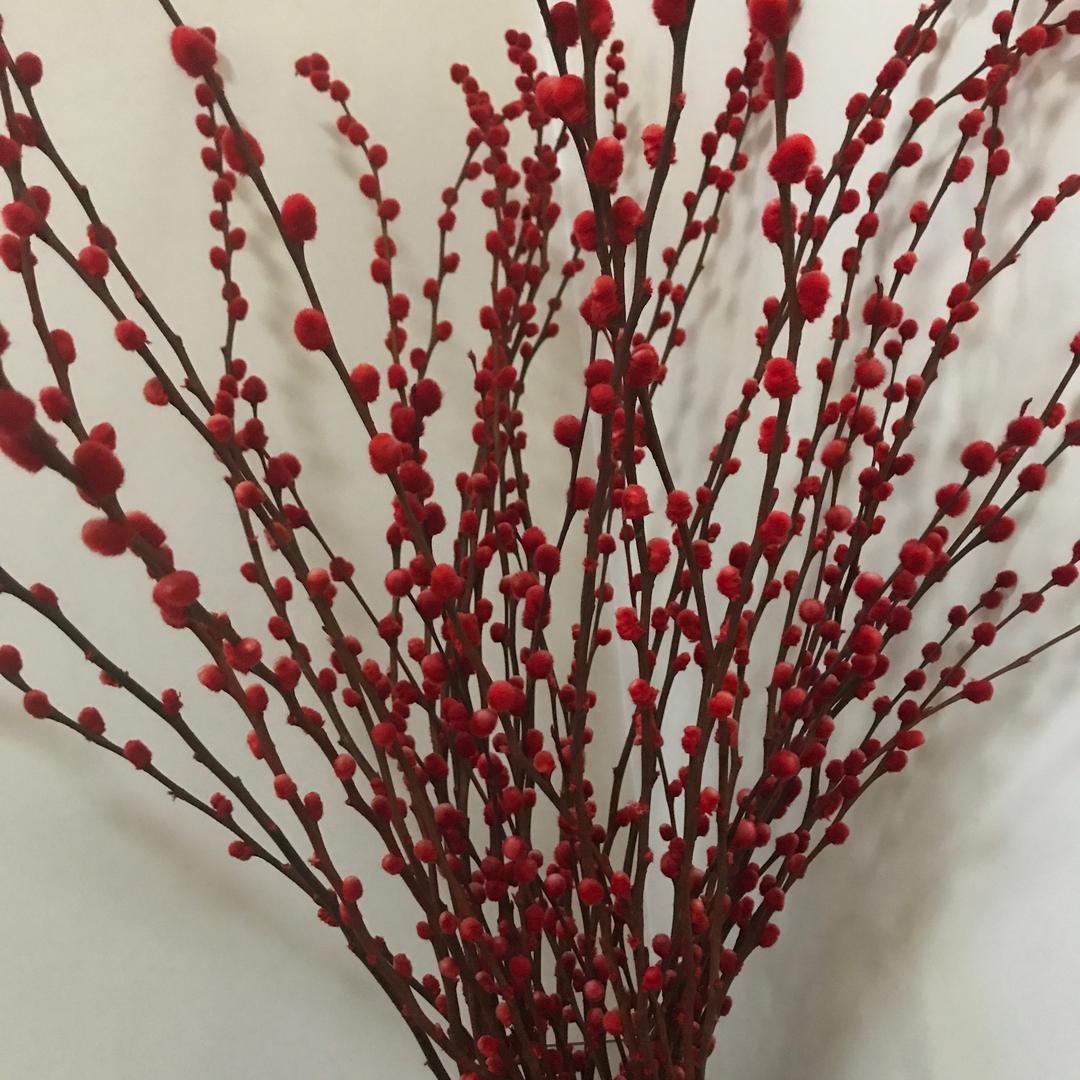 绿茶花茶