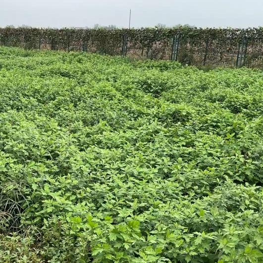 禅云涧艾灸养生馆