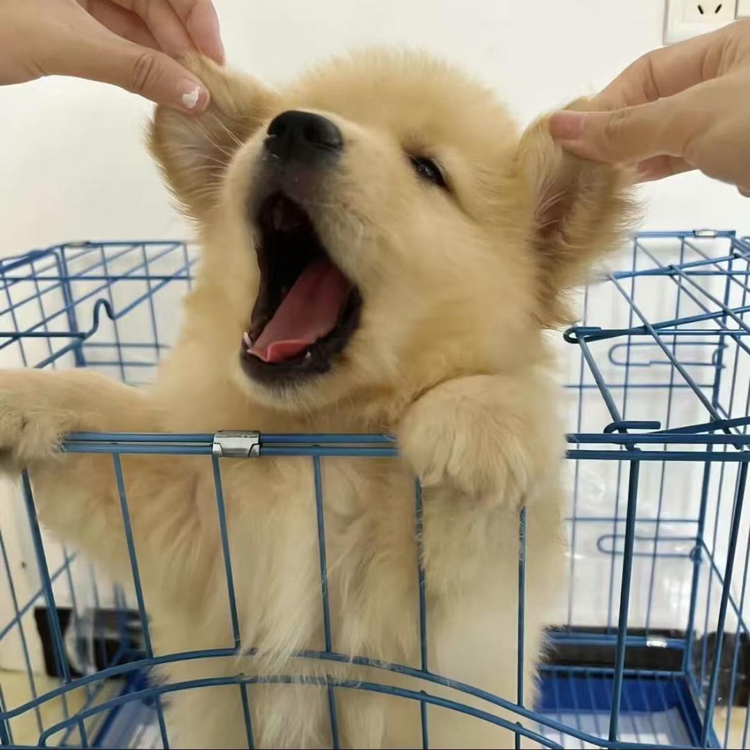 🌟