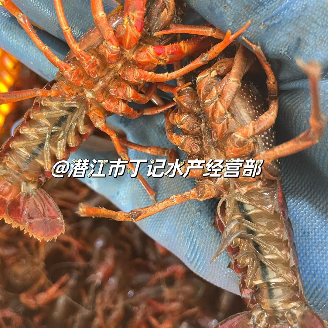 潜江市丁记水产经营部