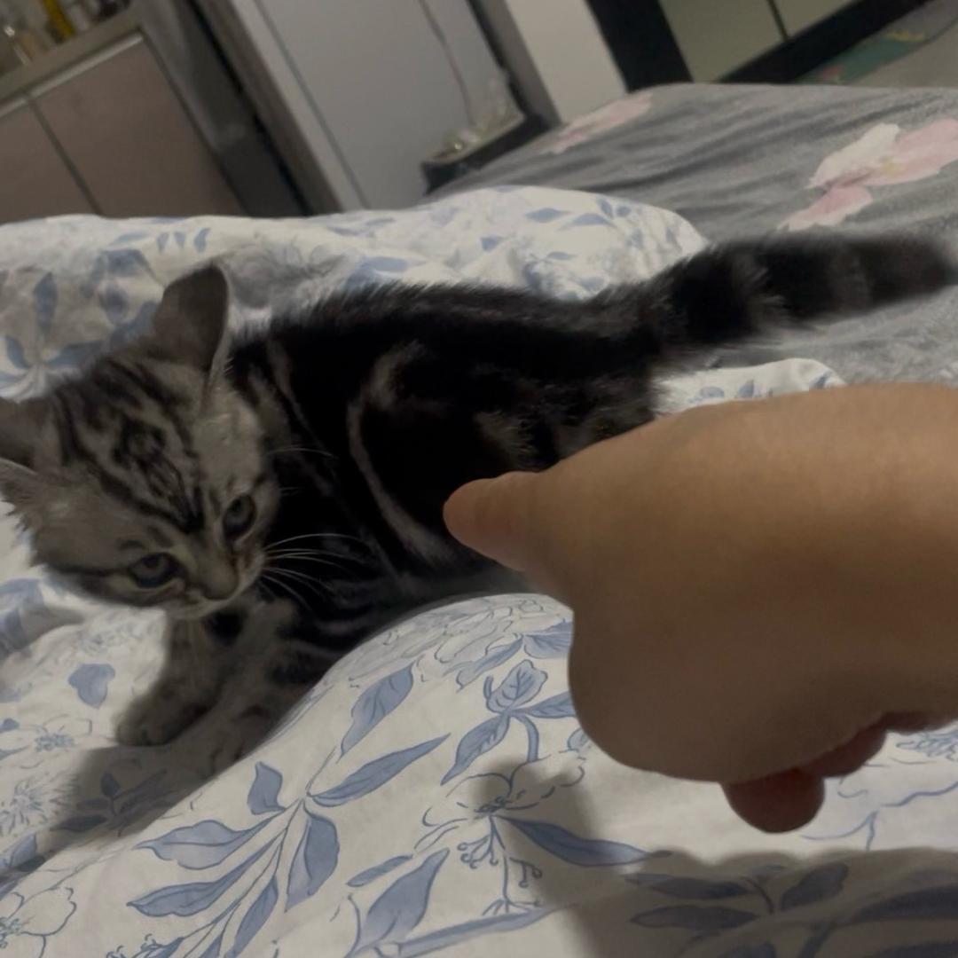 富贵是只神经猫