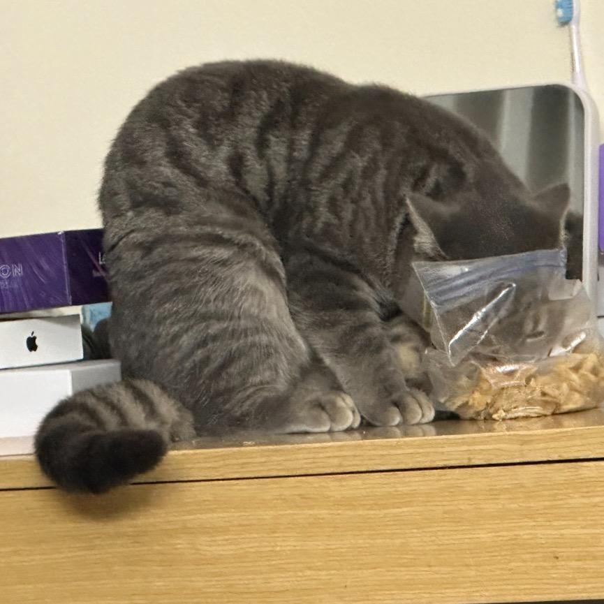 三只蜉蝣(戒潮玩版)