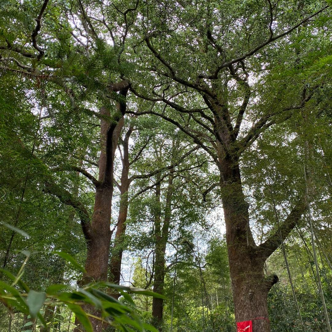 桩嫁人盆景