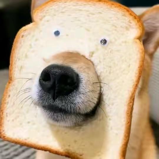 爱唱歌的木头人