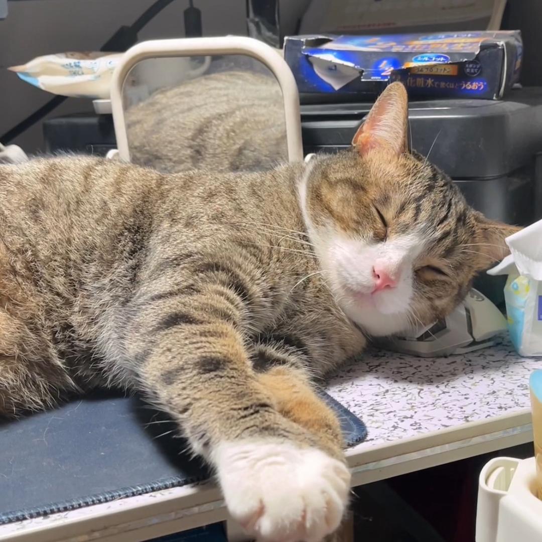 生旧叉烧（叉烧猪饼是两只猫）