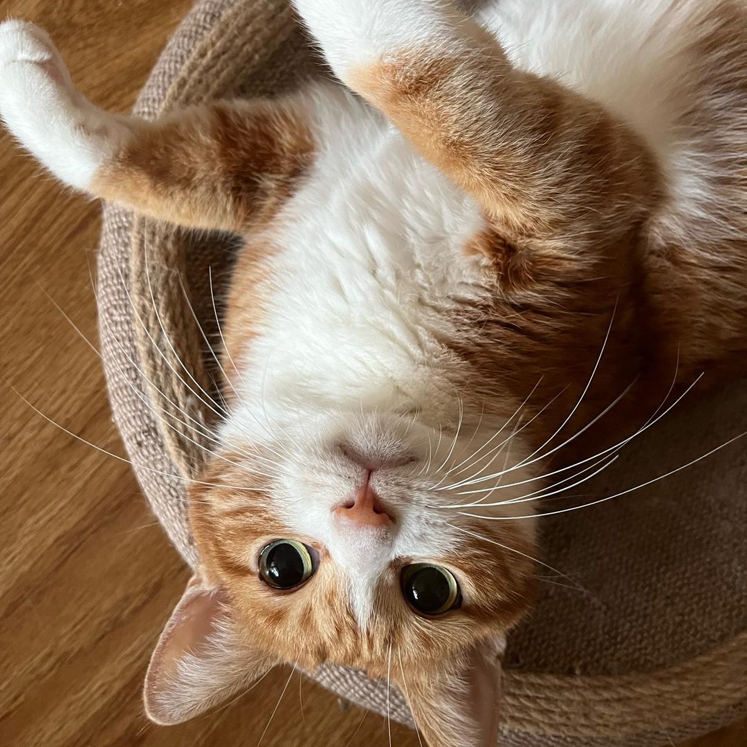 小猫不吃鱼🐟