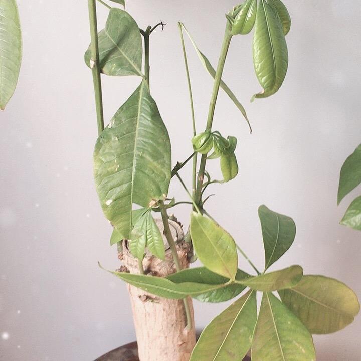 郑品精选畜牧宠物好品