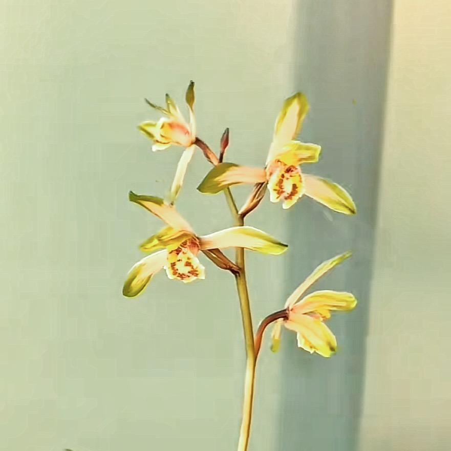 鼎鑫