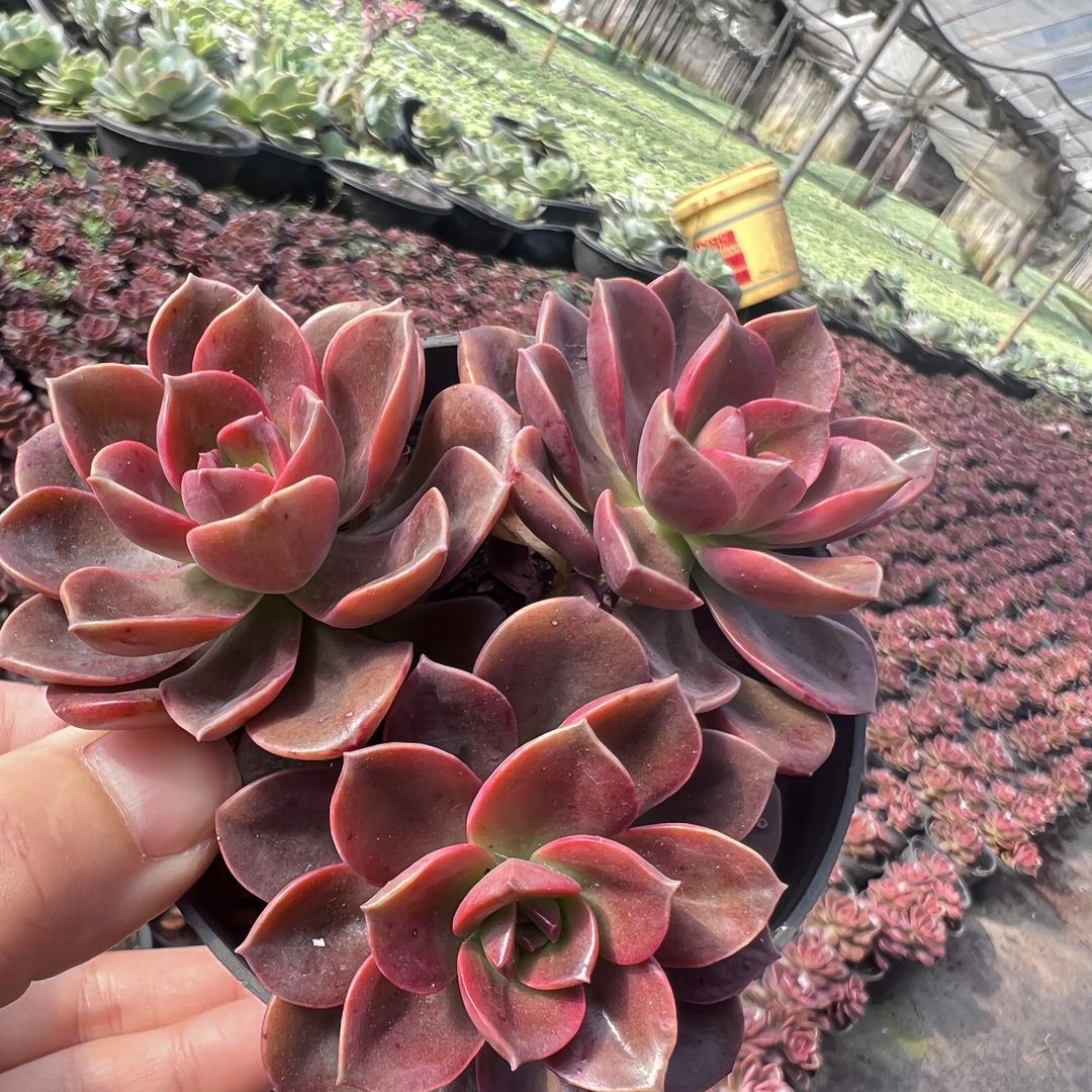 昆明阳光花卉种植基地个体店