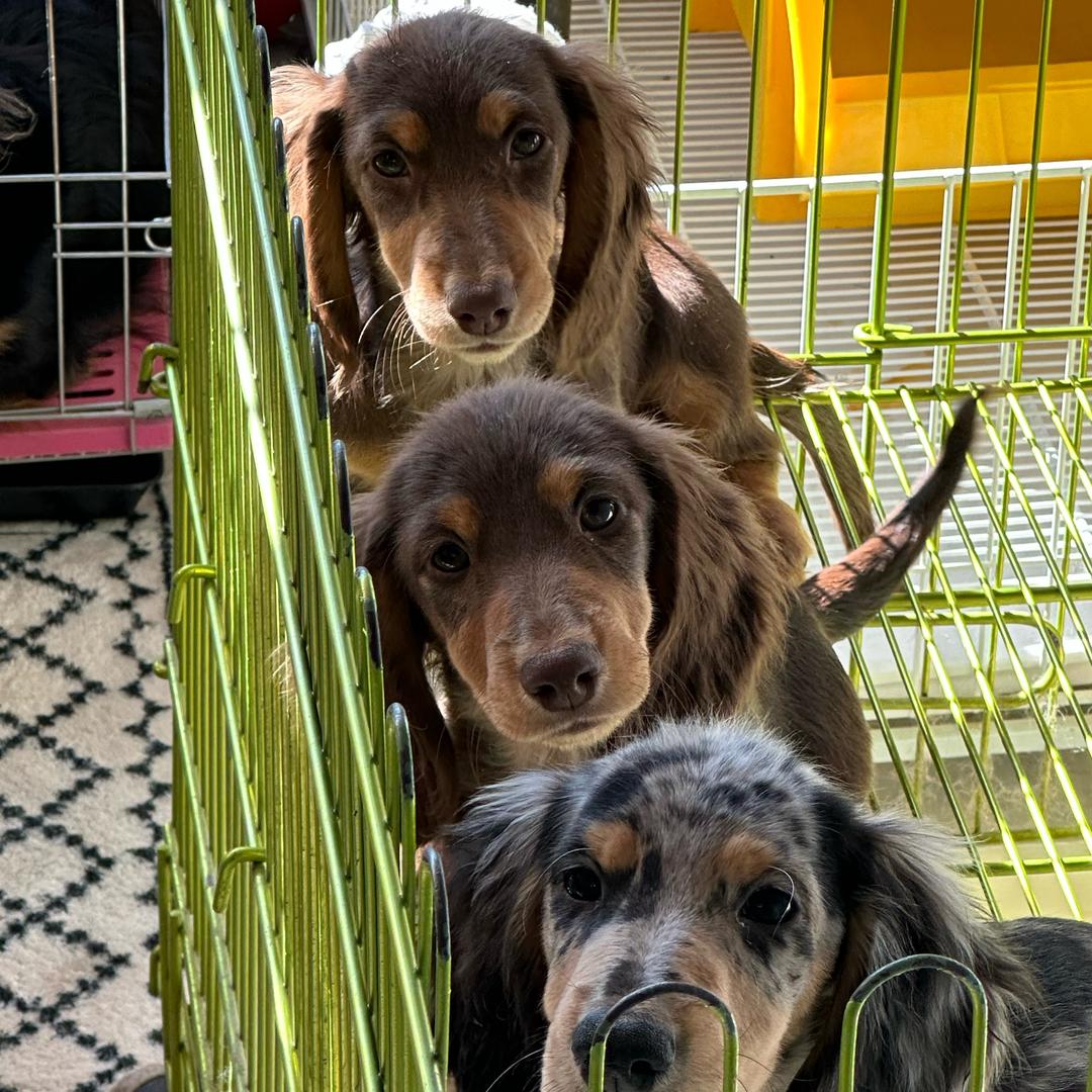 芳草地（迷你长毛腊肠）