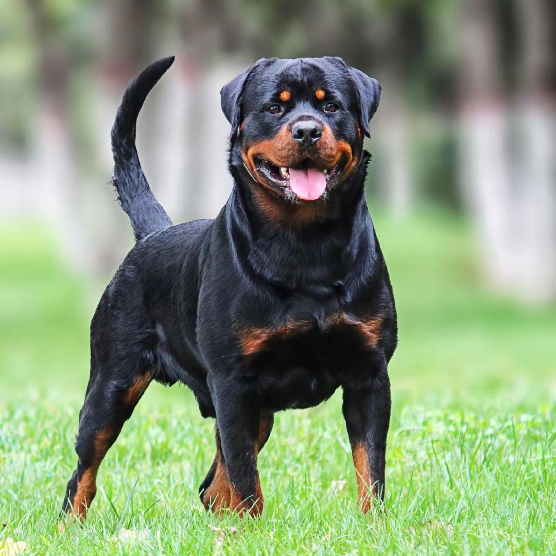 山东罗威纳【幼犬】