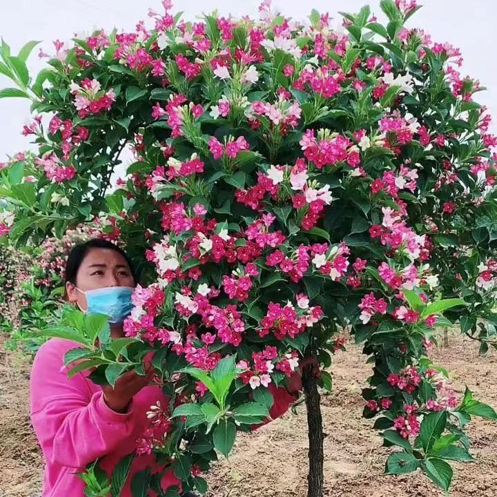 七彩园林花卉