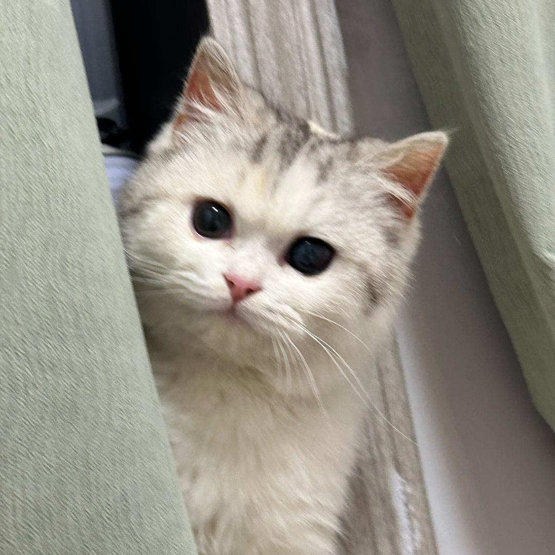锦鲤