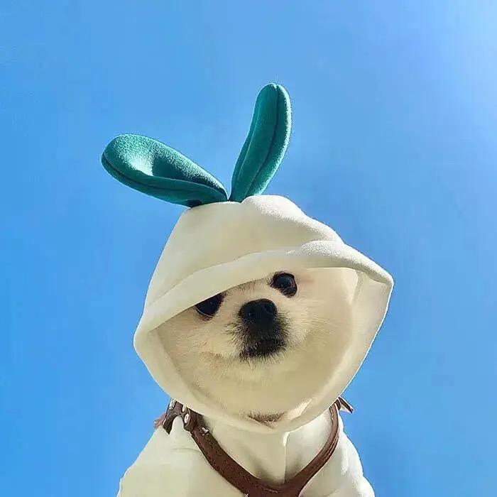 筱芋🐑⋆͛ᵞᵐ