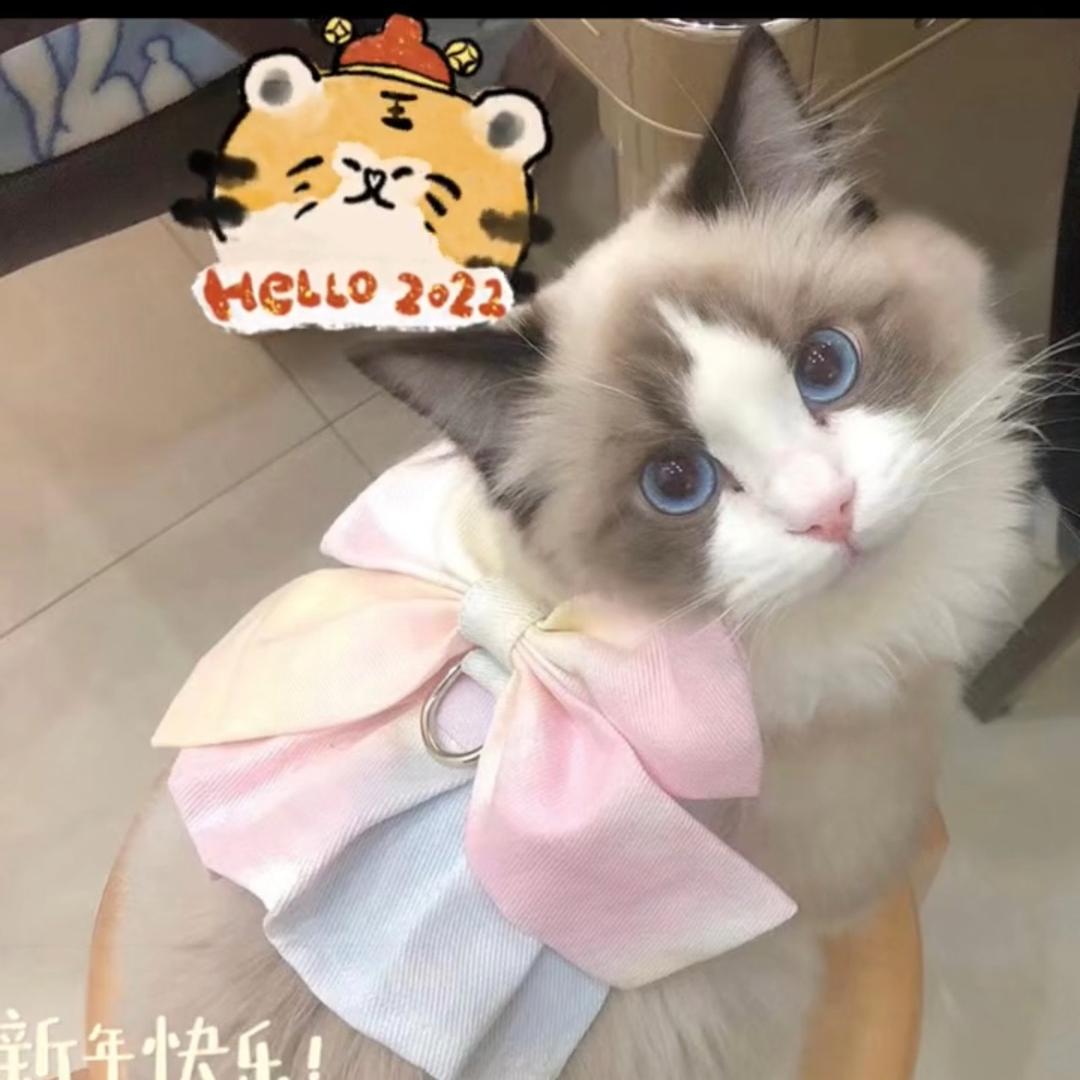 钱多多4558