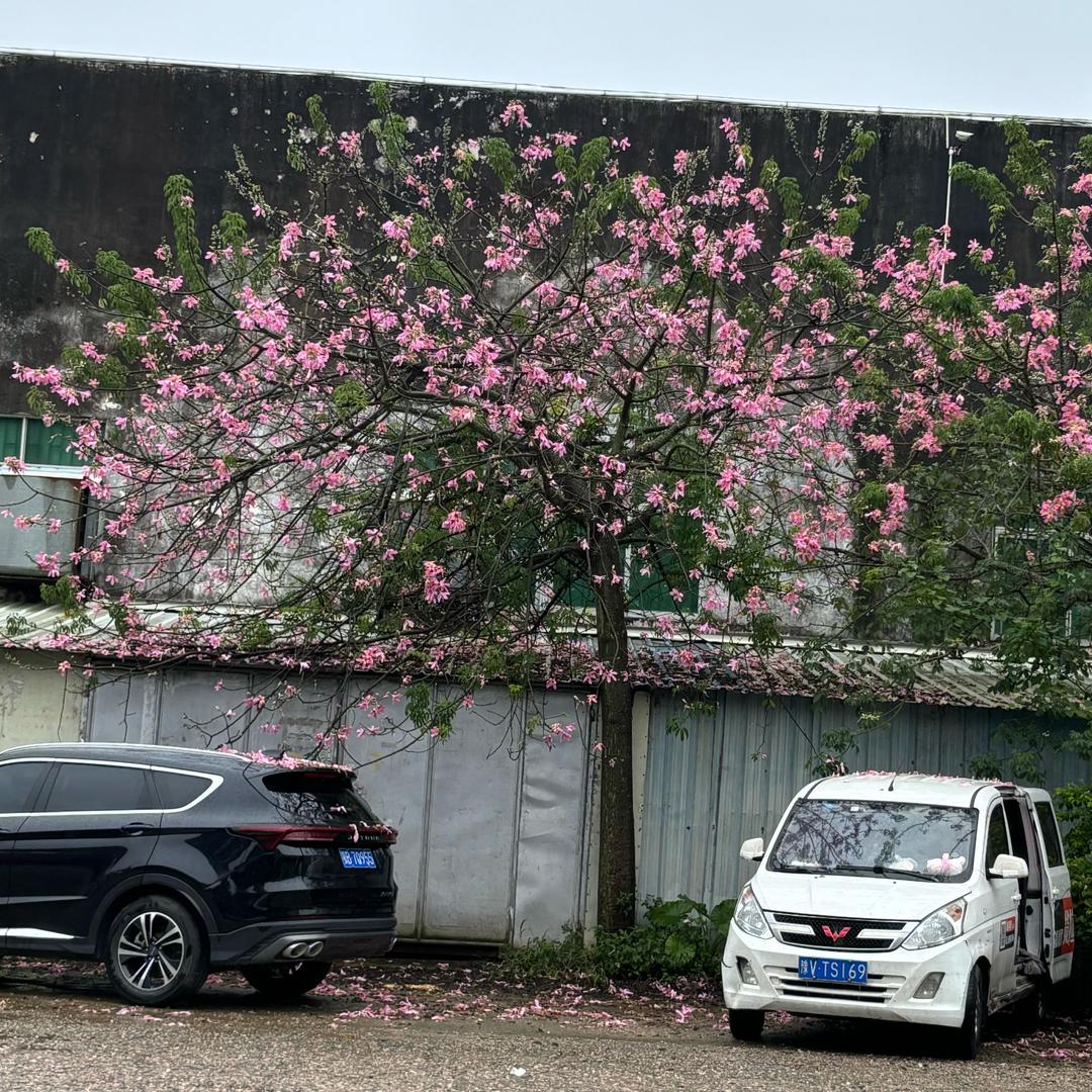 一只小燕子