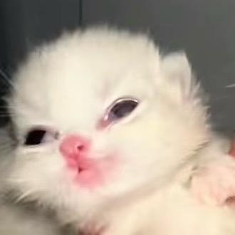 皮在痒🐈