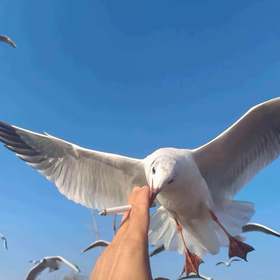 浅笑陌然