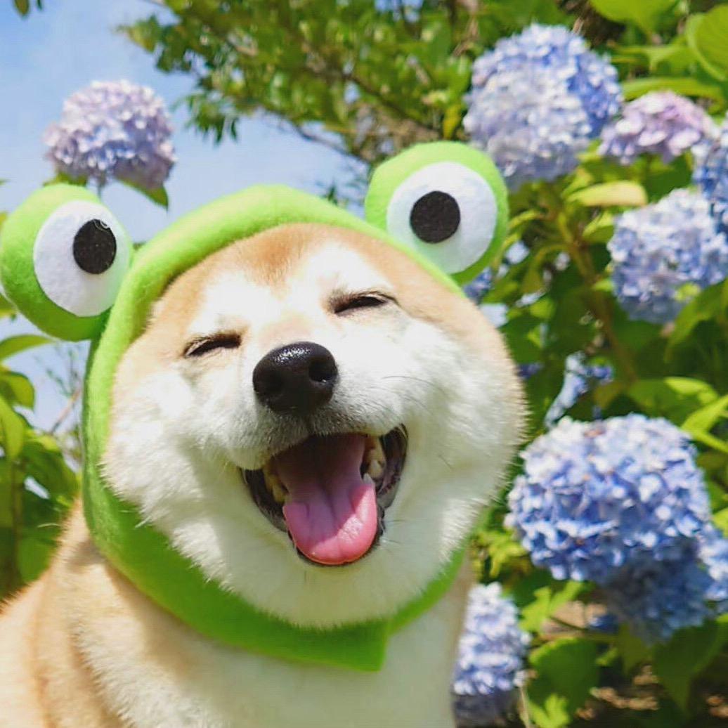 呆了个呆