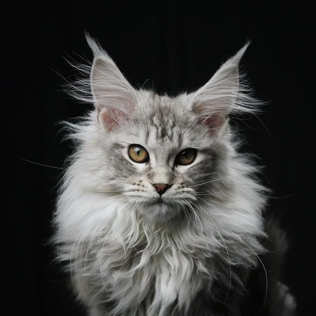 欢栩Maine coon