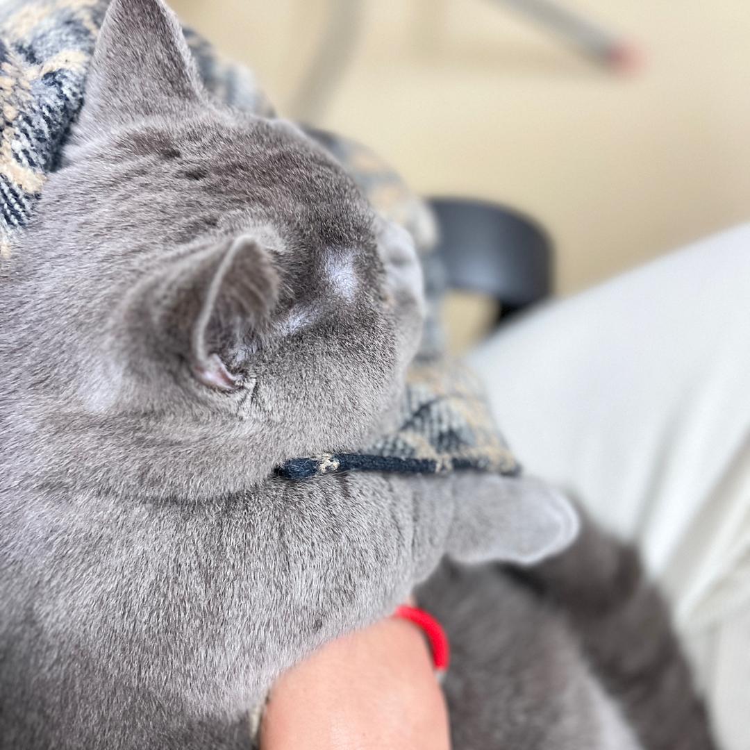 鸡飞蛋打清