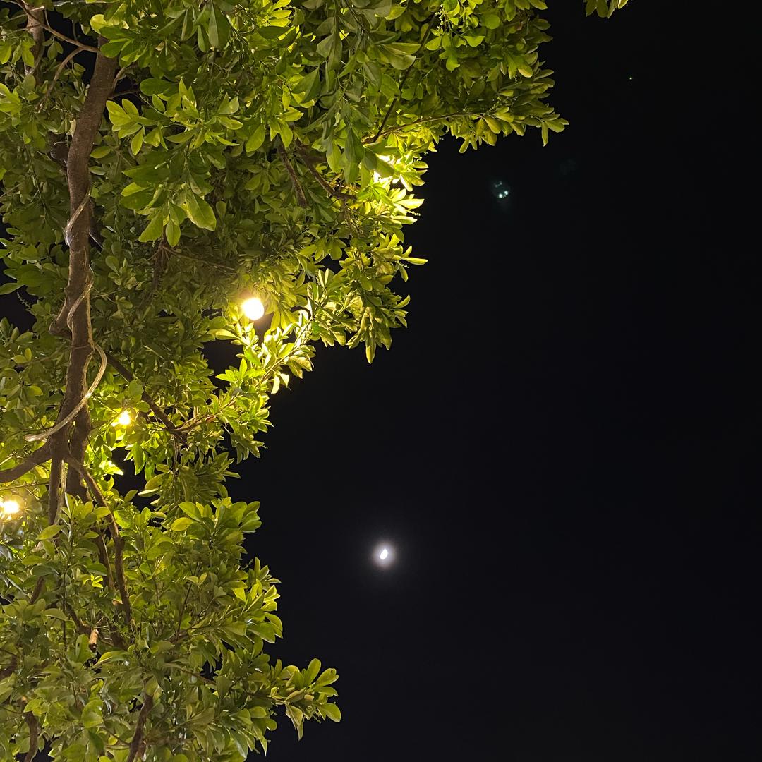 西蓝花种植基地