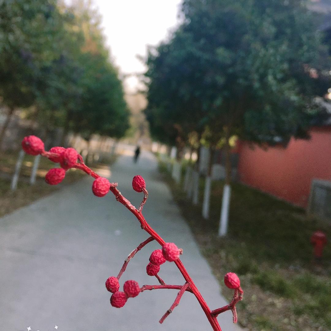 ༺ༀ༂࿅ 央金卓玛 ࿅༂ༀ༻