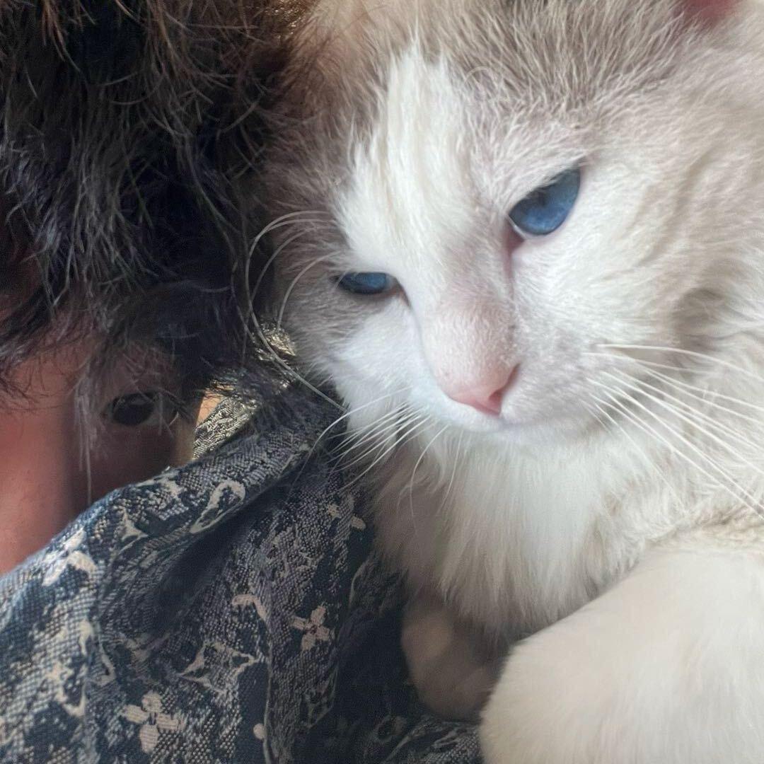 最神奇的猫咪