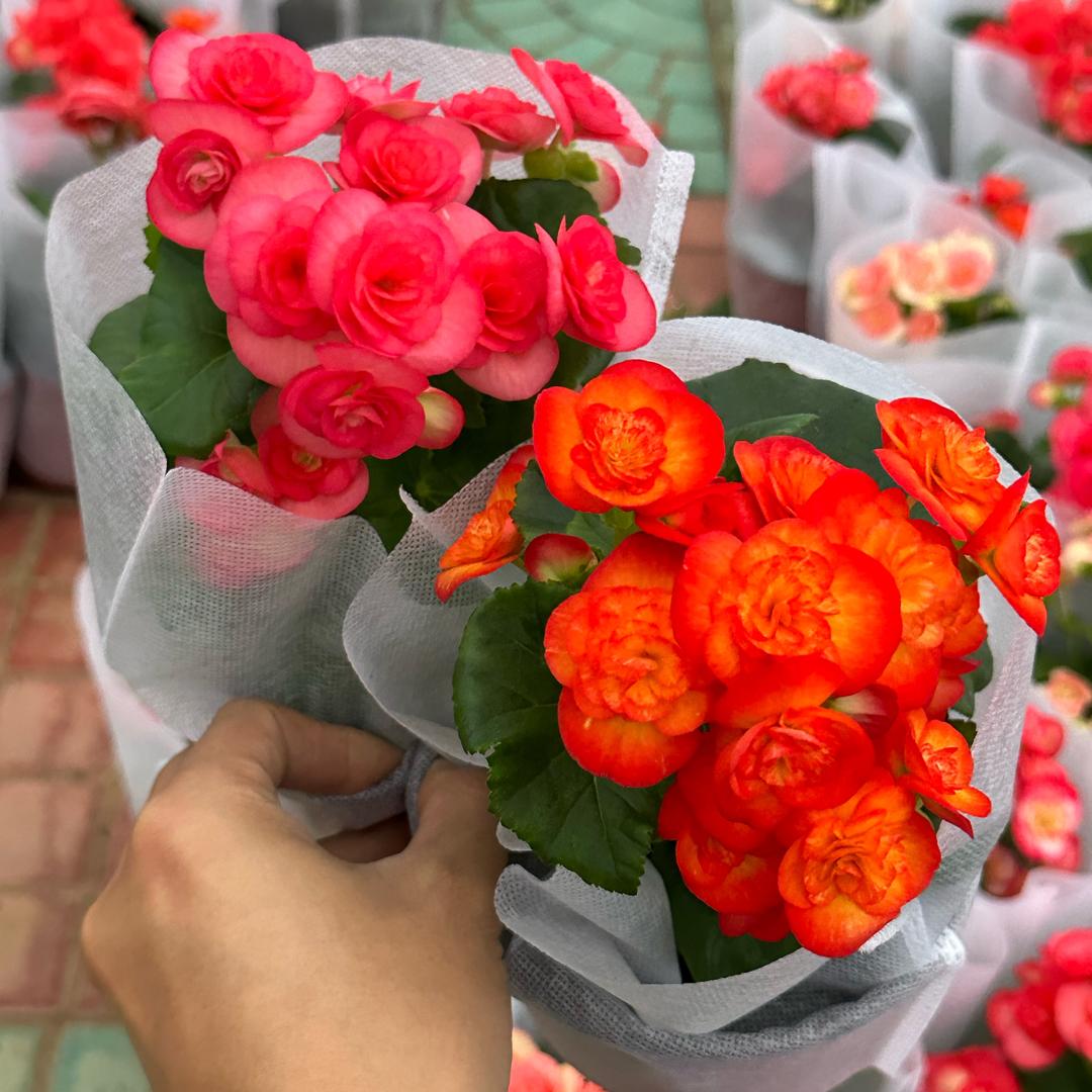 植憩所壹木一缘