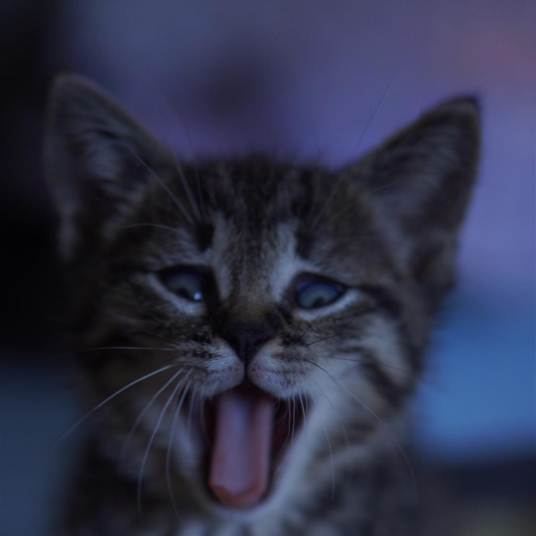 翠花是只小拽猫（省💰版）