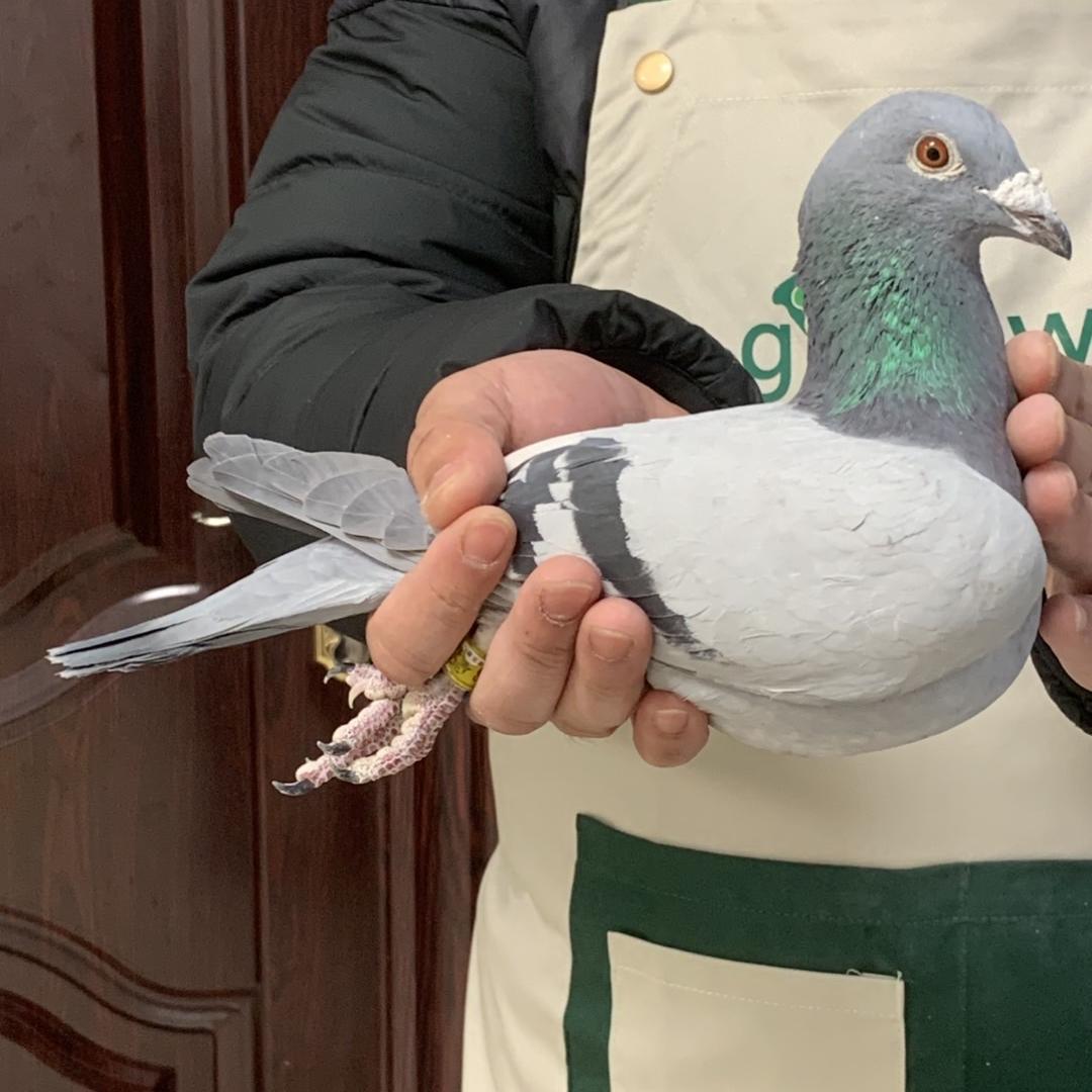 北京张先生的鸽子店