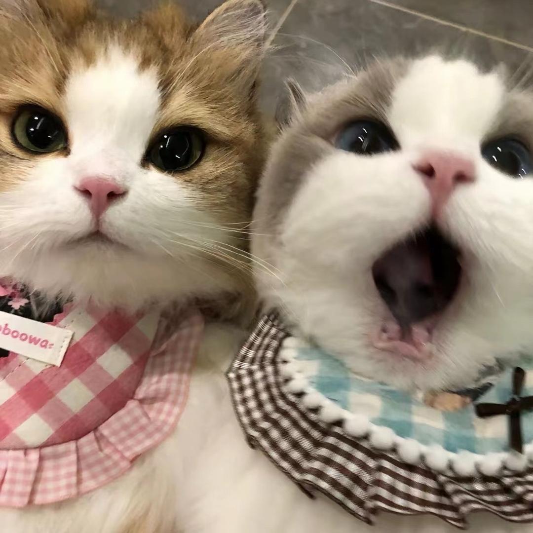 小宋同学Z☡zᶻ