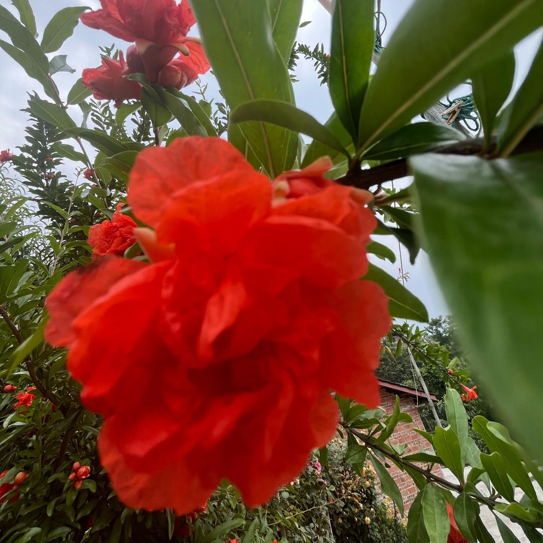 h. 芳姐
