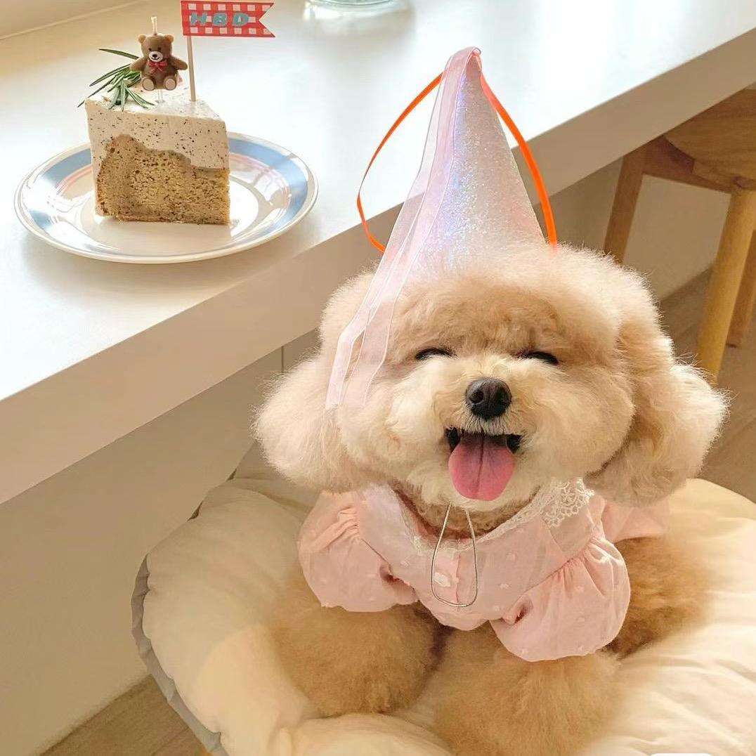 小🐛ᶘ ᵒᴥᵒᶅ