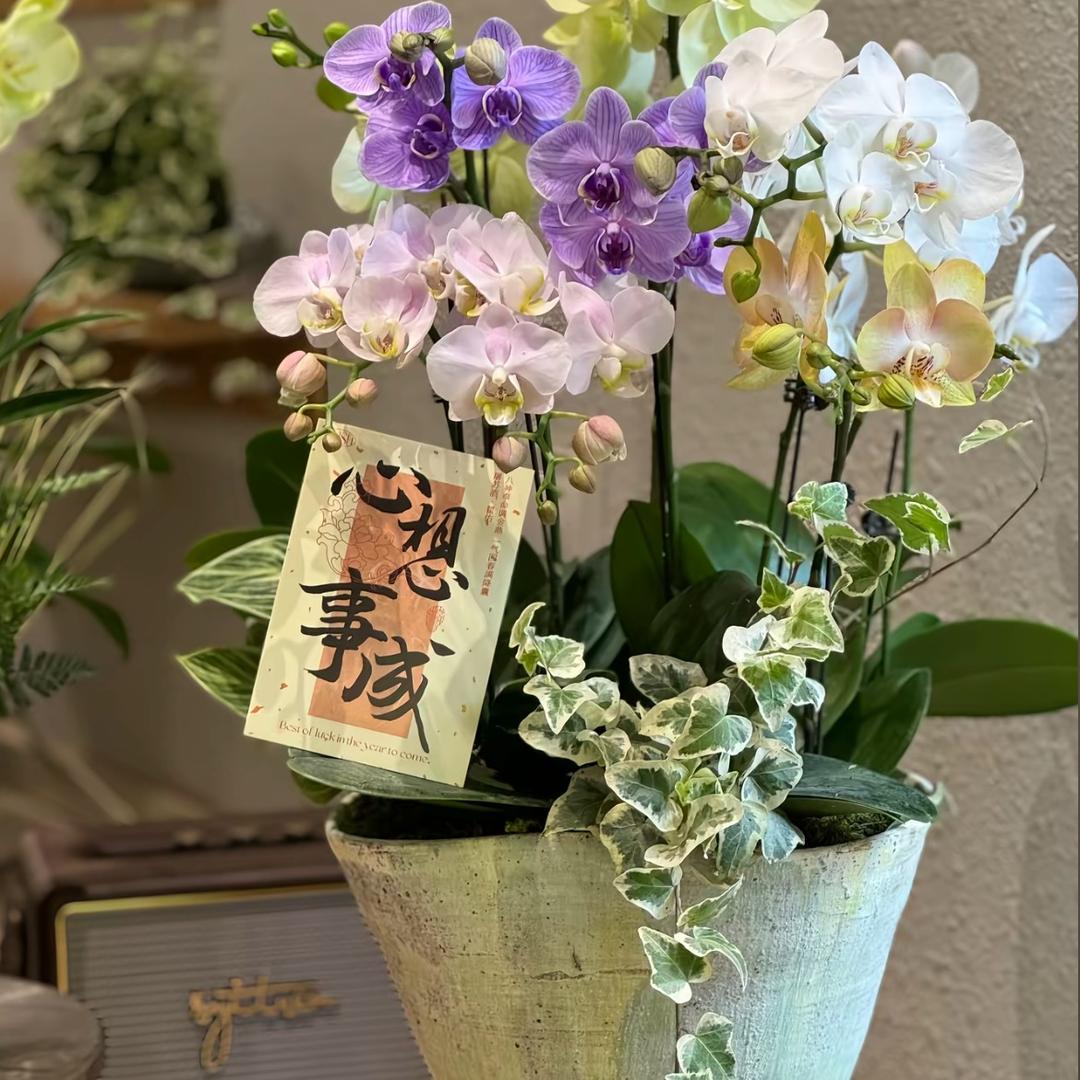 @陈老大