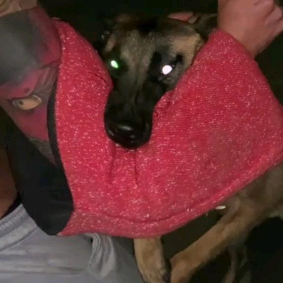 贵州宠驿训犬俱乐部 阿伟