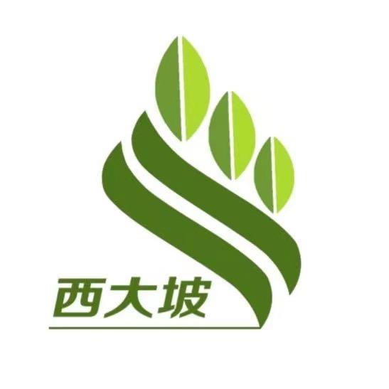 西大坡桑黄