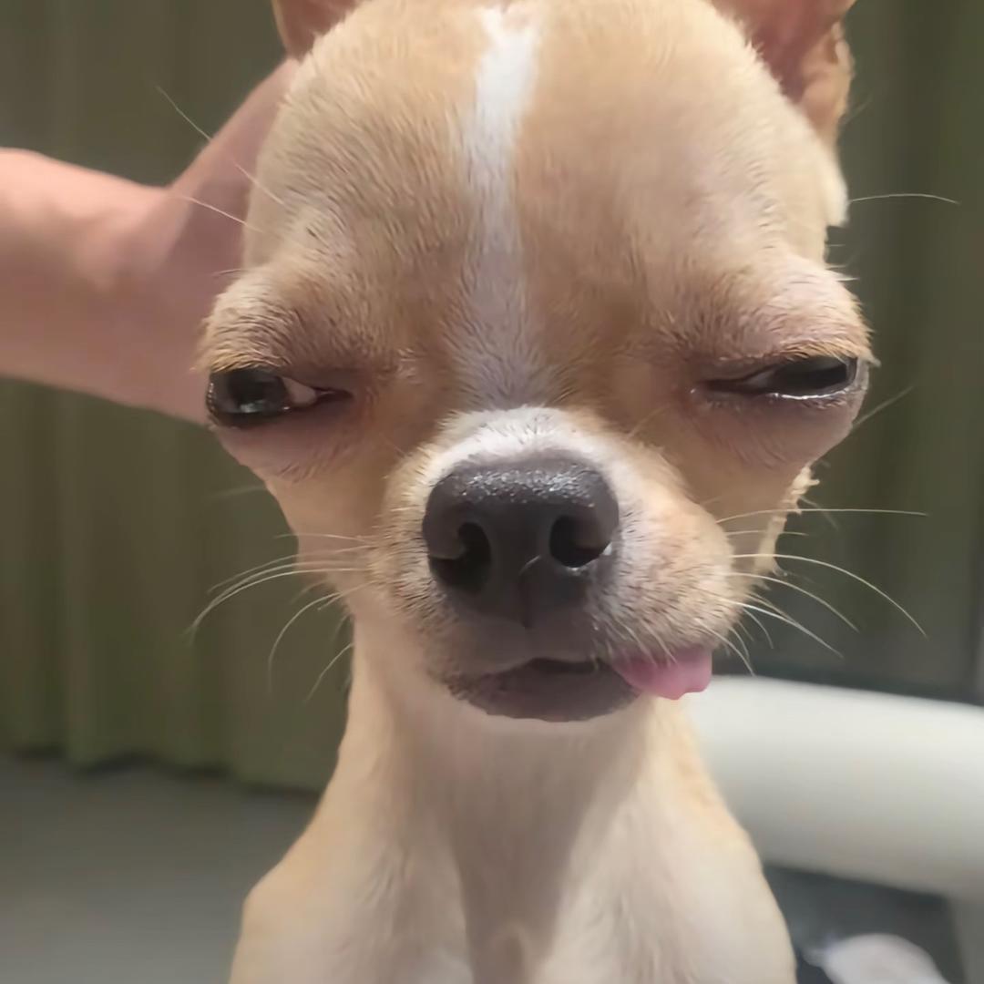 pppdddll