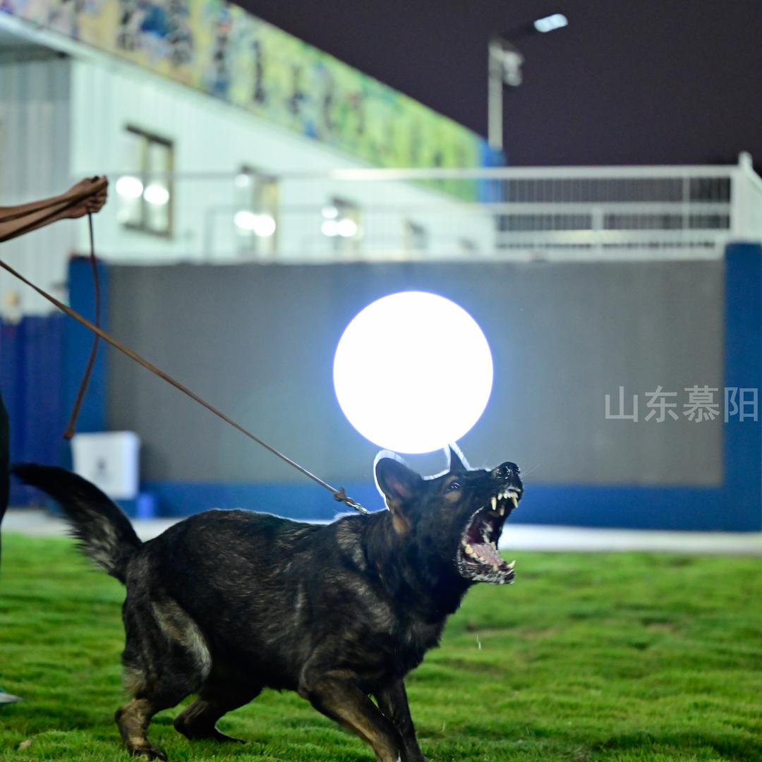 宏翱瑞宠犬舍【昆仑慕阳】