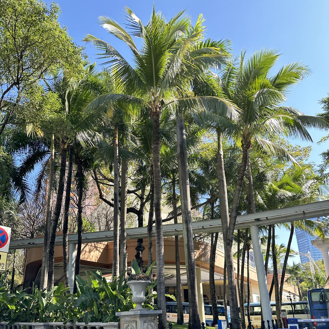 硕硕的时光铺子