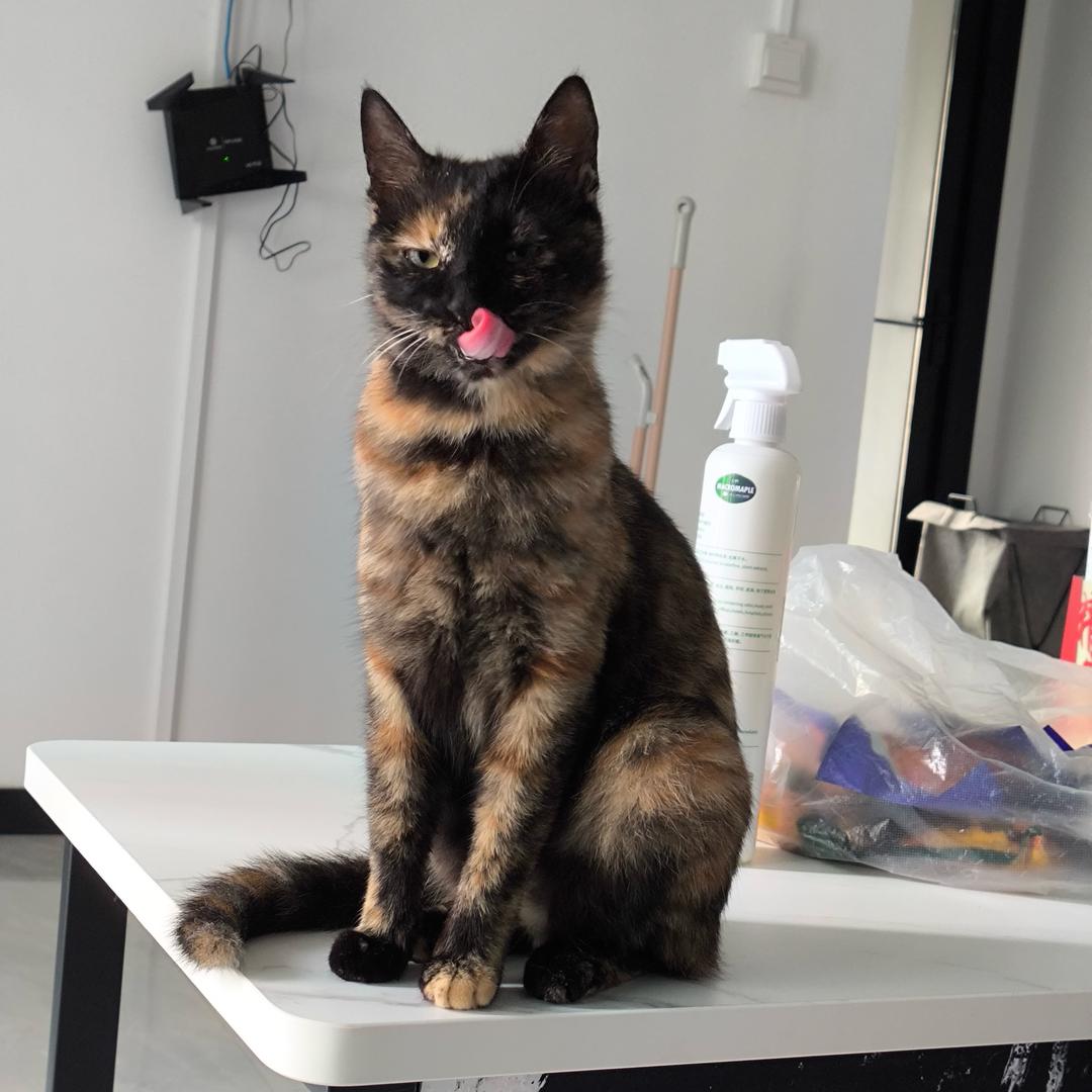 炭烤猪崽