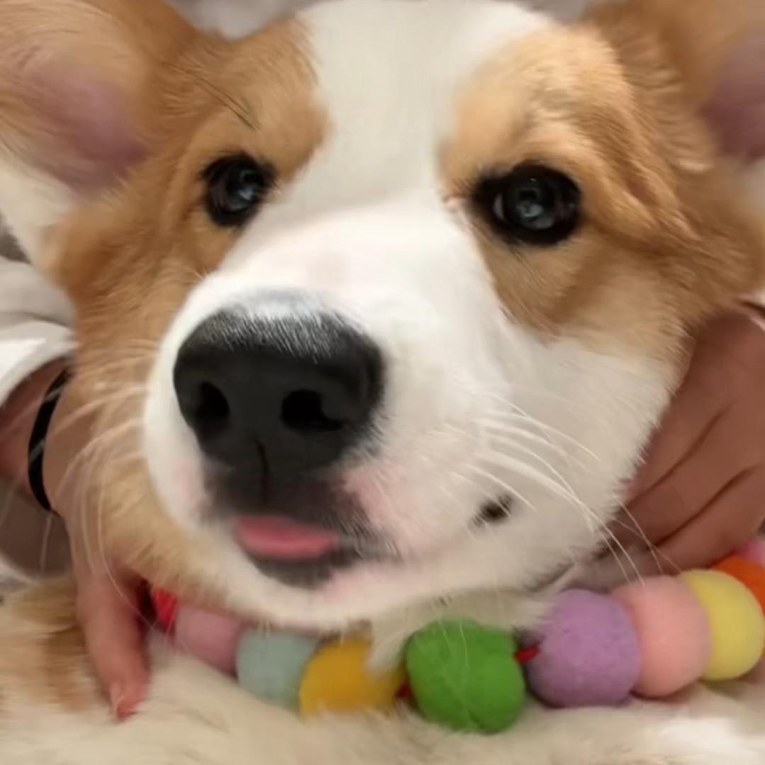 柯基来福宝，两岁