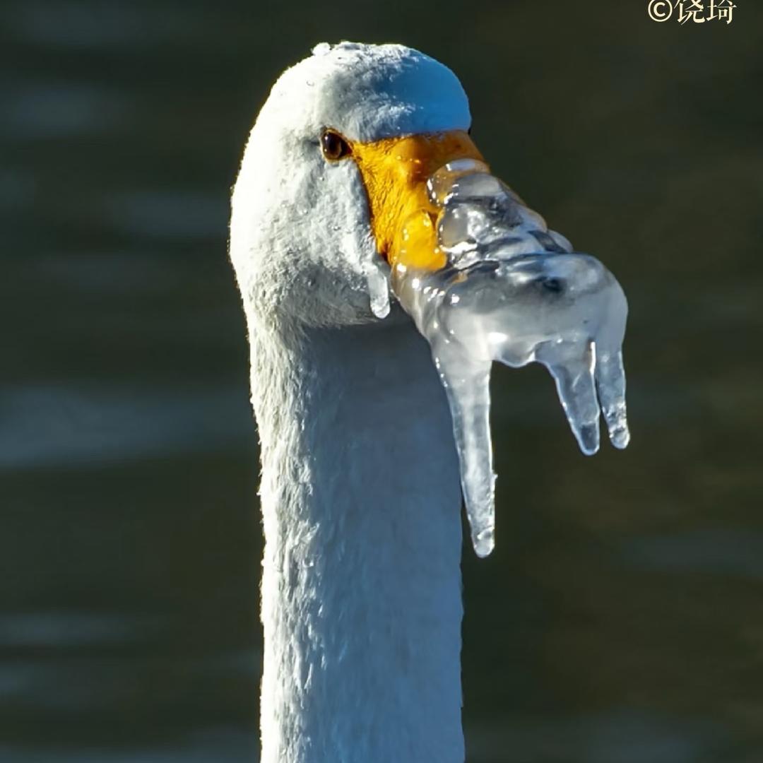 🦢幸运鹅🦢