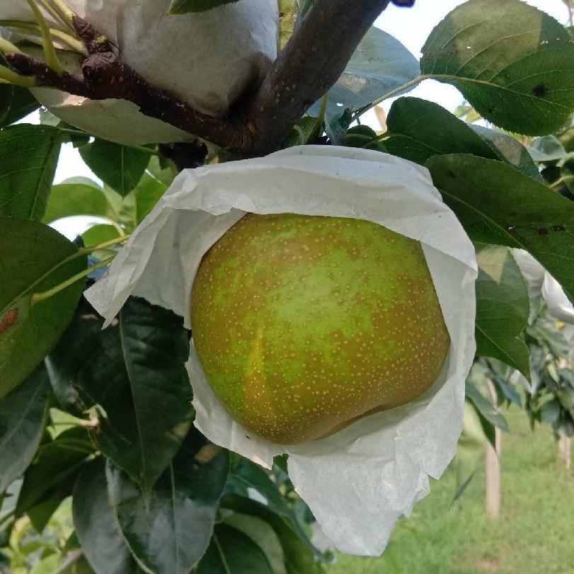 李长雨家庭农场