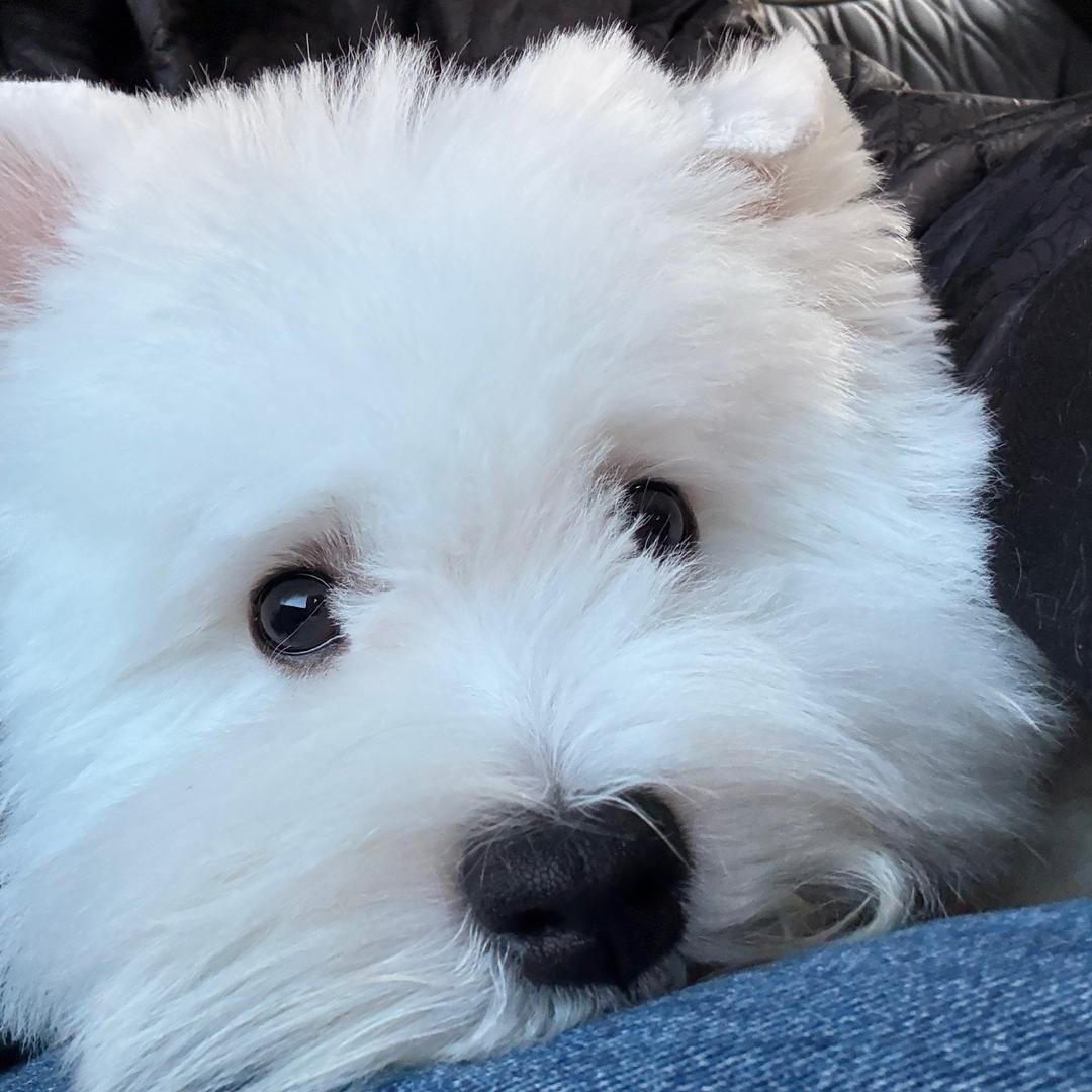 贝果不是面包🥯