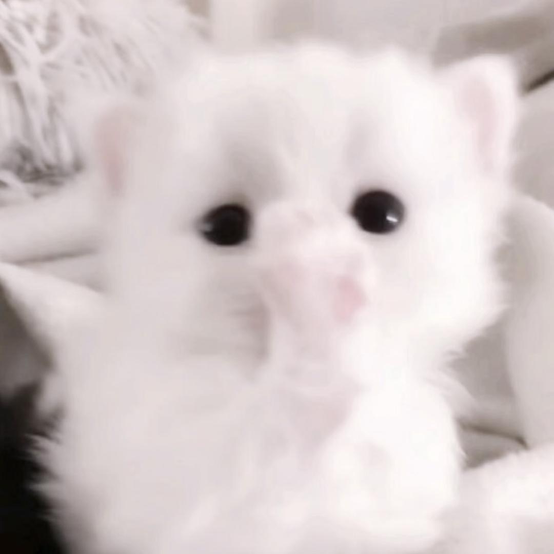 坏心思小猫