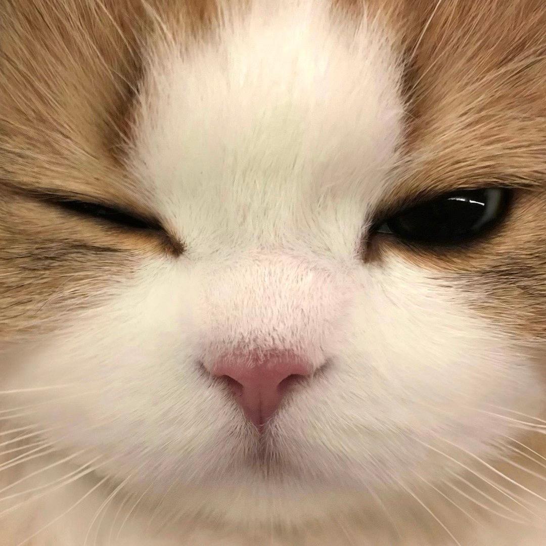吃得好睡得好的小废猫一只
