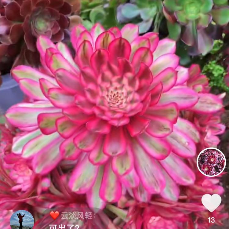 花老板法师园艺